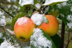 Översikt över vintersorter av äpplen lagrade fram till våren