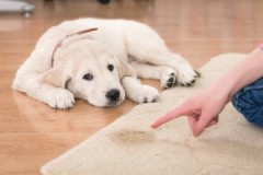 Начини и методе како уклонити мирис псећег урина са тепиха код куће
