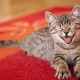 Comment et quoi éliminer l'odeur persistante et tenace de l'urine de chat du tapis?