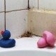 Comment éliminer rapidement et efficacement la moisissure dans la salle de bain?