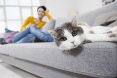 Hur och med vad ska man snabbt, enkelt och billigt ta bort lukten av katturin från soffan?