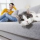 Hur och med vad ska man snabbt, enkelt och billigt ta bort lukten av katturin från soffan?