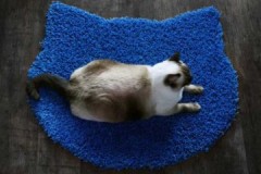 Effektiva och enkla metoder för hur man rengör katthår från mattan