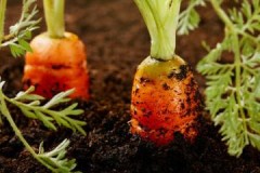 Des moyens efficaces pour garder les carottes dans le sol jusqu'au printemps