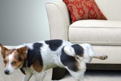 Hur och med vad ska man snabbt, effektivt och enkelt ta bort lukten av hundurin från soffans klädsel?