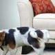 Hur och med vad ska man snabbt, effektivt och enkelt ta bort lukten av hundurin från soffans klädsel?