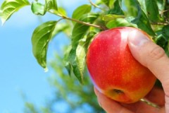 Искусни баштовани савети о томе када и како уклонити јабуке за складиштење
