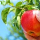 คำแนะนำของชาวสวนที่มีประสบการณ์ควรถอดแอปเปิ้ลออกเมื่อใดและอย่างไร